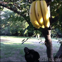 Banaan GIF. Eten en drinken Banaan Gifs 