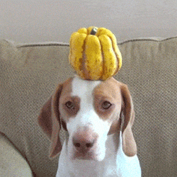 Banaan GIF. Eten en drinken Banaan Gifs Middag 
