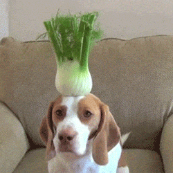 Banaan GIF. Dieren Honden Eten en drinken Citroenen Banaan Puppy Citroen Voedsel Gifs Hond Dier Aanbiddelijk Brak 