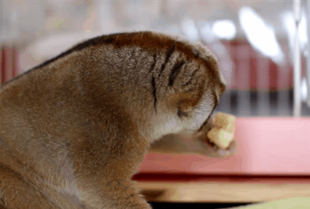Eten en drinken Banaan Gifs persoon 