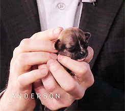 Beyoncé GIF. Artiesten Beyonce Gifs Tonen Band Het zingen 