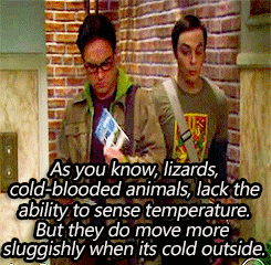 Big Bang Theory GIF. Films en series Tv Gifs Big bang theory Teef Sheldon cooper 