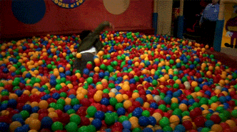 Auto Films en series Tv Gifs Big bang theory sheldon cooper 