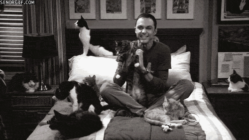 Nerds Films en series Tv Kat Gifs Big bang theory gek 