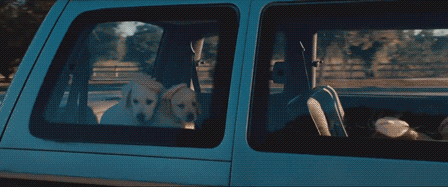 Dieren Megan Gifs Hond Filmsterren Melissa mccarthy bridesmaids 