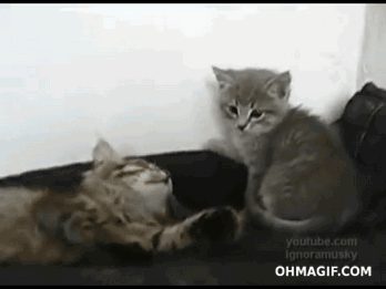 Bruce Lee GIF. Bioscoop Gifs Filmsterren Bruce lee B 