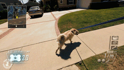Honden GIF. Dieren Call of duty Gifs Hond 