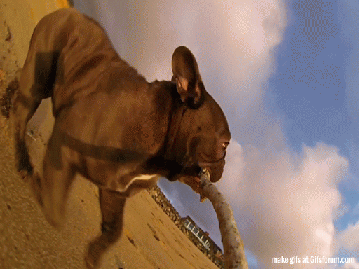 Dieren Gifs Hond kip 