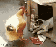 Honden GIF. Dieren Lol Gifs Hond Kip Hond huis Molesteert 