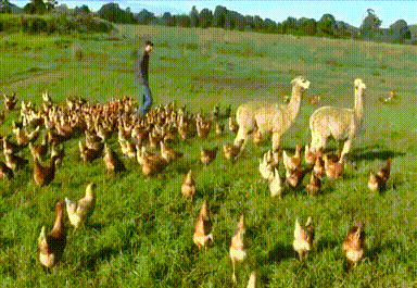 Dieren Gifs Hond kip 