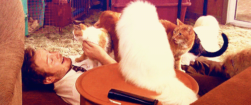 Chris Pratt GIF. Kat Gifs Filmsterren Chris pratt Gelukkig Parks and recreation Andy dwyer 
