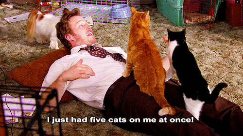 Chris Pratt GIF. Tv Kat Gifs Filmsterren Chris pratt Parks and recreation Andy dwyer 