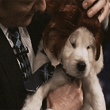 Conan Obrien GIF. Gifs Filmsterren Conan obrien 