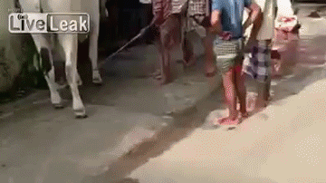 Dieren Koe Gifs 