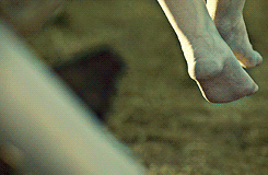 Koe GIF. Dieren Koe Gifs Realitytvgifs Rhobh 
