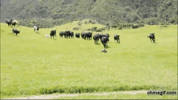 Dieren Koe Gifs mmmmmmmm 