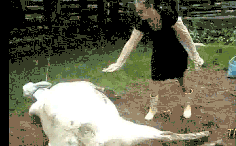 Dieren Muziek Koe Appel geld Gifs 