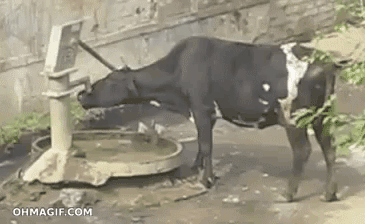 Dieren Koe Gifs voldoet+aan quad 