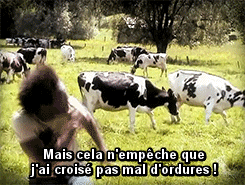 Koe GIF. Dieren Vlees Koe Gifs Animatie 
