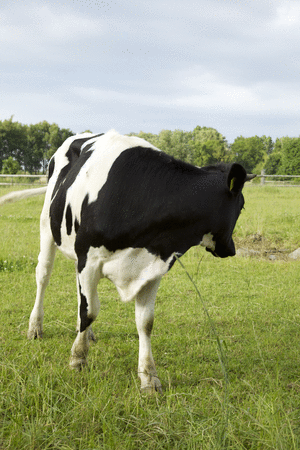 Dieren Koe Gif » Animaatjes.nl