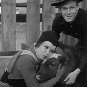 Koe GIF. Dieren Koe Ninja Gifs 