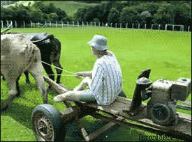 Koe GIF. Dieren Koe Gifs Maaier 