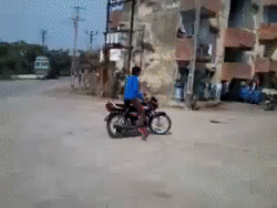 Koe GIF. Dieren Koe Gifs 