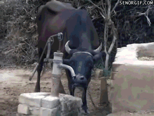 Dieren Koe Gifs het+schieten 