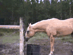Koe GIF. Dieren Koe Gifs Paard Pannenkoek 