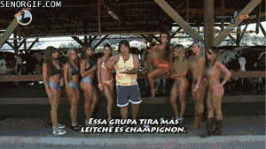 Koe GIF. Dieren Melk Koe Gifs Gif Foxadhd Vos Florida 