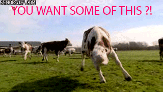 Dieren Grappig Koe Gifs 