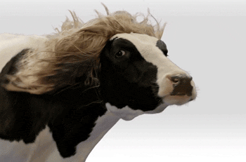 Dieren Koe Gifs 