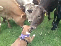 Koe GIF. Dieren Koe Gifs 
