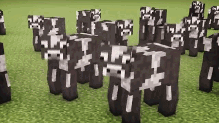 Dieren Koe Vliegtuig Gifs 
