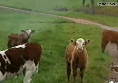 Dieren Koe Gifs sproeier 