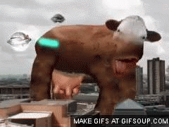 Koe GIF. Dieren Koe Gifs Monster Baai 