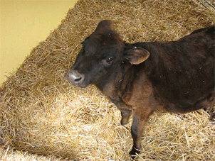 Dieren Koe Baby Gifs 