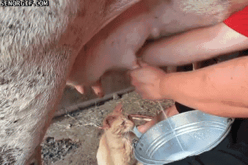 Dieren Koe Gifs nu voor chow 