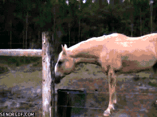 Dieren Koe Luke Gifs 