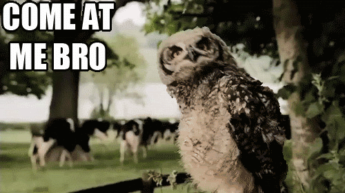 Dieren Koe Gifs pijn+doen pow geschopt kung 