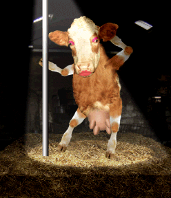 Koe GIF. Dieren Koe Gifs 