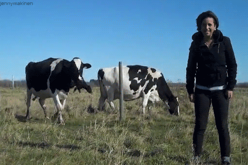 Dieren Koeien Koe Gifs 