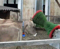 Koe GIF. Dieren Koe Gifs 