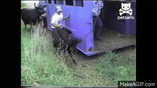 Dieren Koe Gifs 