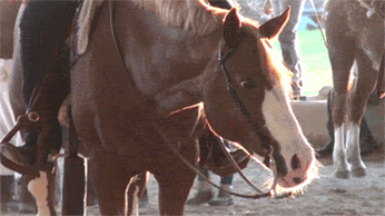 Dieren Koe Magie Gifs pruik 