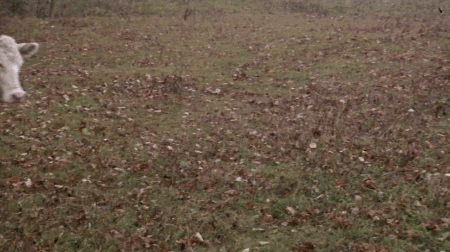 Dieren Dansen Koeien Koe Gifs 