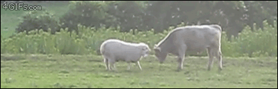 Dieren Koe Gifs baan 