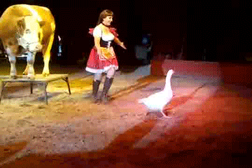 Dieren Koe Glas Gifs 