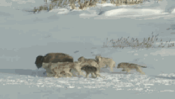 Dieren Koe Jim Gifs wetsontwerp beslissing 