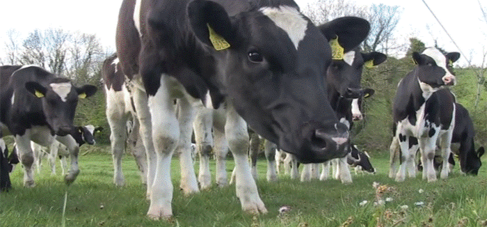 Dieren Koe Gifs het+eten 